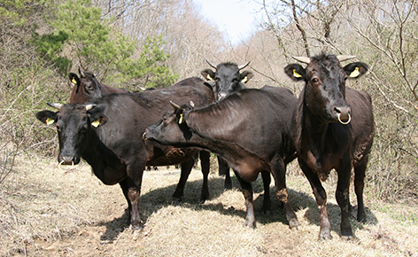 肉用牛の画像